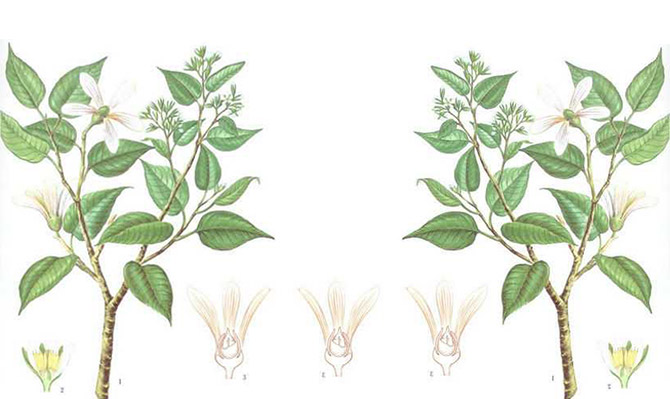 成為全球龍腦產(chǎn)業(yè)的引領(lǐng)者，遠(yuǎn)景智庫為新晃龍腦制定發(fā)展戰(zhàn)略規(guī)劃