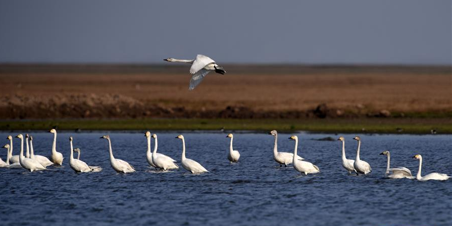 北冰、蔡文?。宏P(guān)于推動(dòng)環(huán)洞庭湖區(qū)旅游業(yè)高質(zhì)量發(fā)展的思考